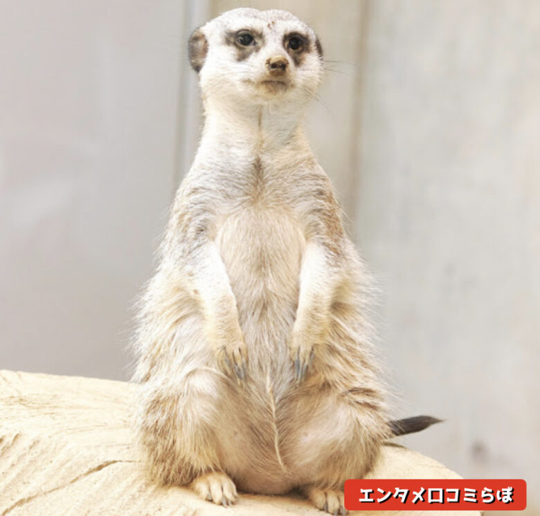 miacat エンタメ口コミらぼ